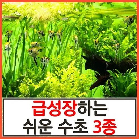 초특가 수초키우기 내돈내산